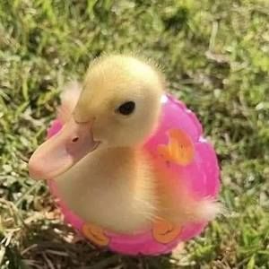 Meet your Posher, Cara